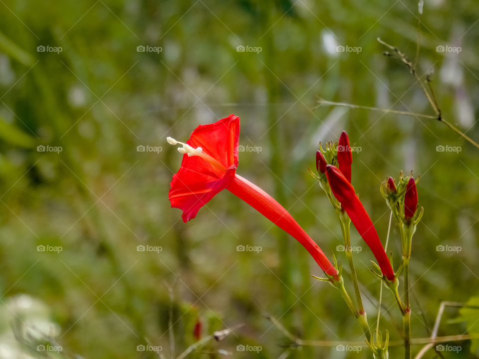Tiny red flower with buds - locally known as Ganesh flower in India.