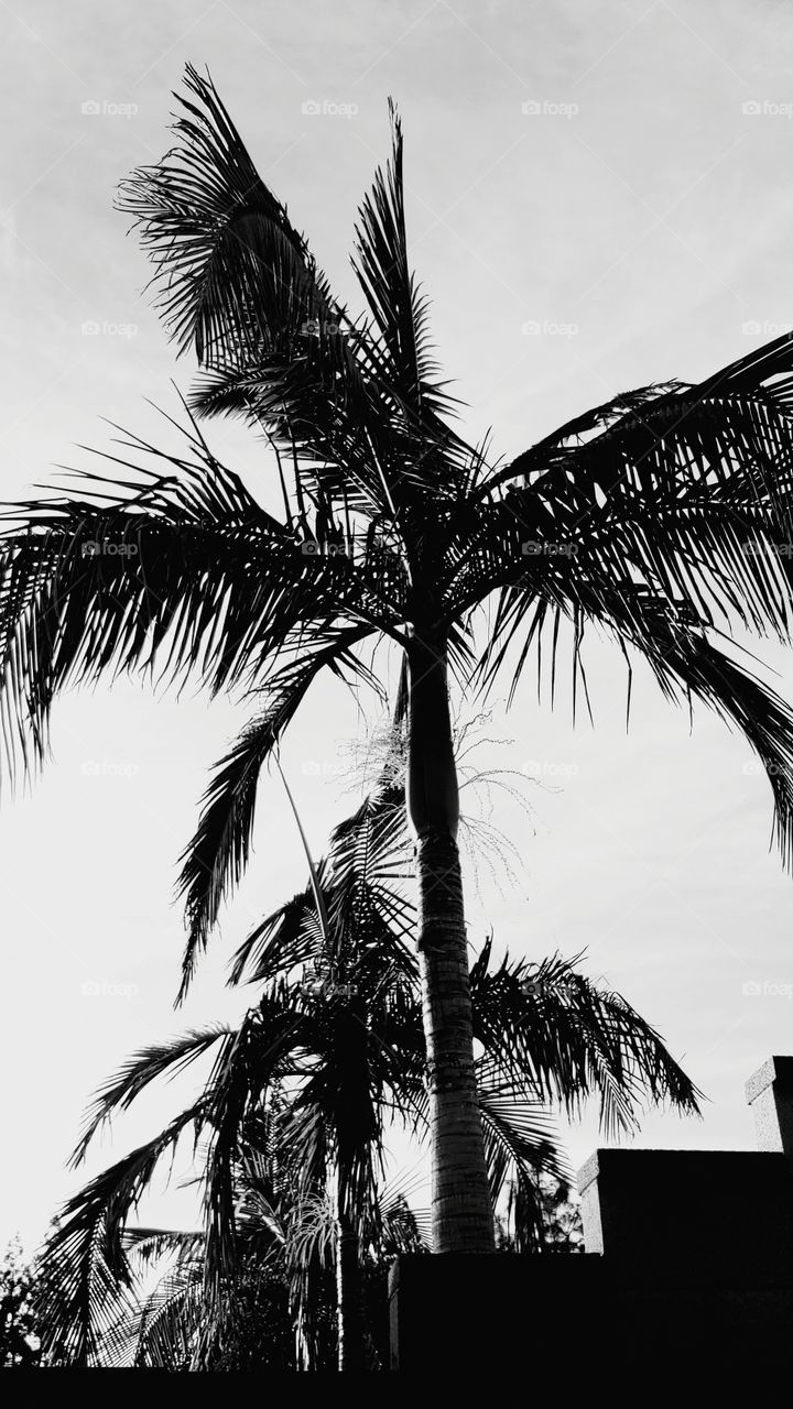Majestic King Palm Trees Behind A Stepped Brick Wall Are Silhouetted Against A Slightly Cloudy Sky In Black And White.