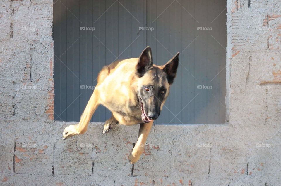 #jump #action #dog #pet #aggressive #dog training