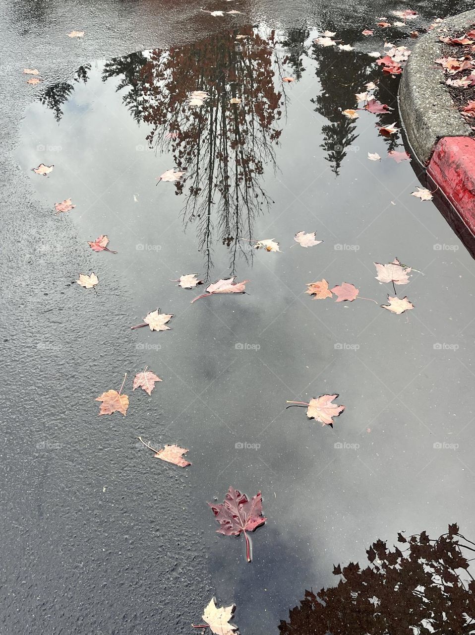 Paddle with red leaves and tree reflection 