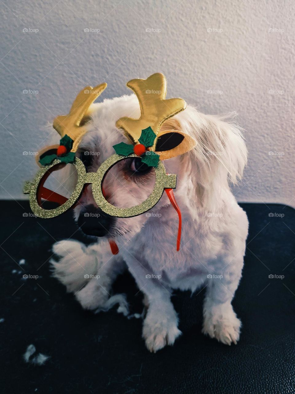 dog with party glasses