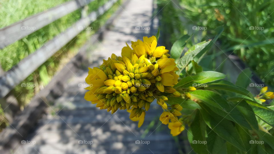 sun dappled yellow