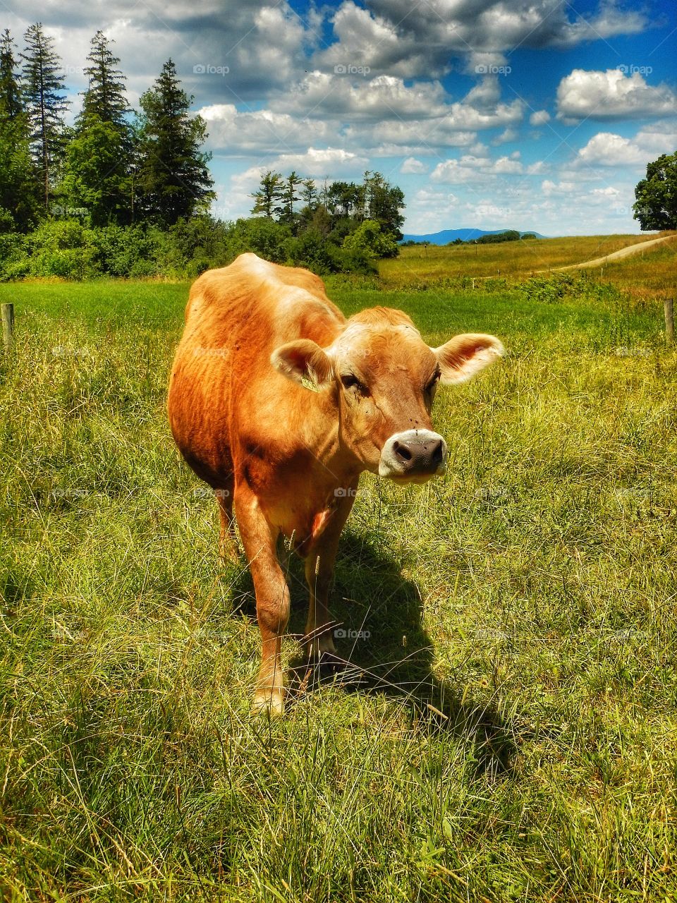 cow