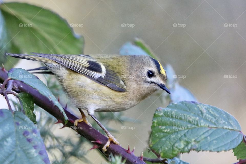 Goldcrest 