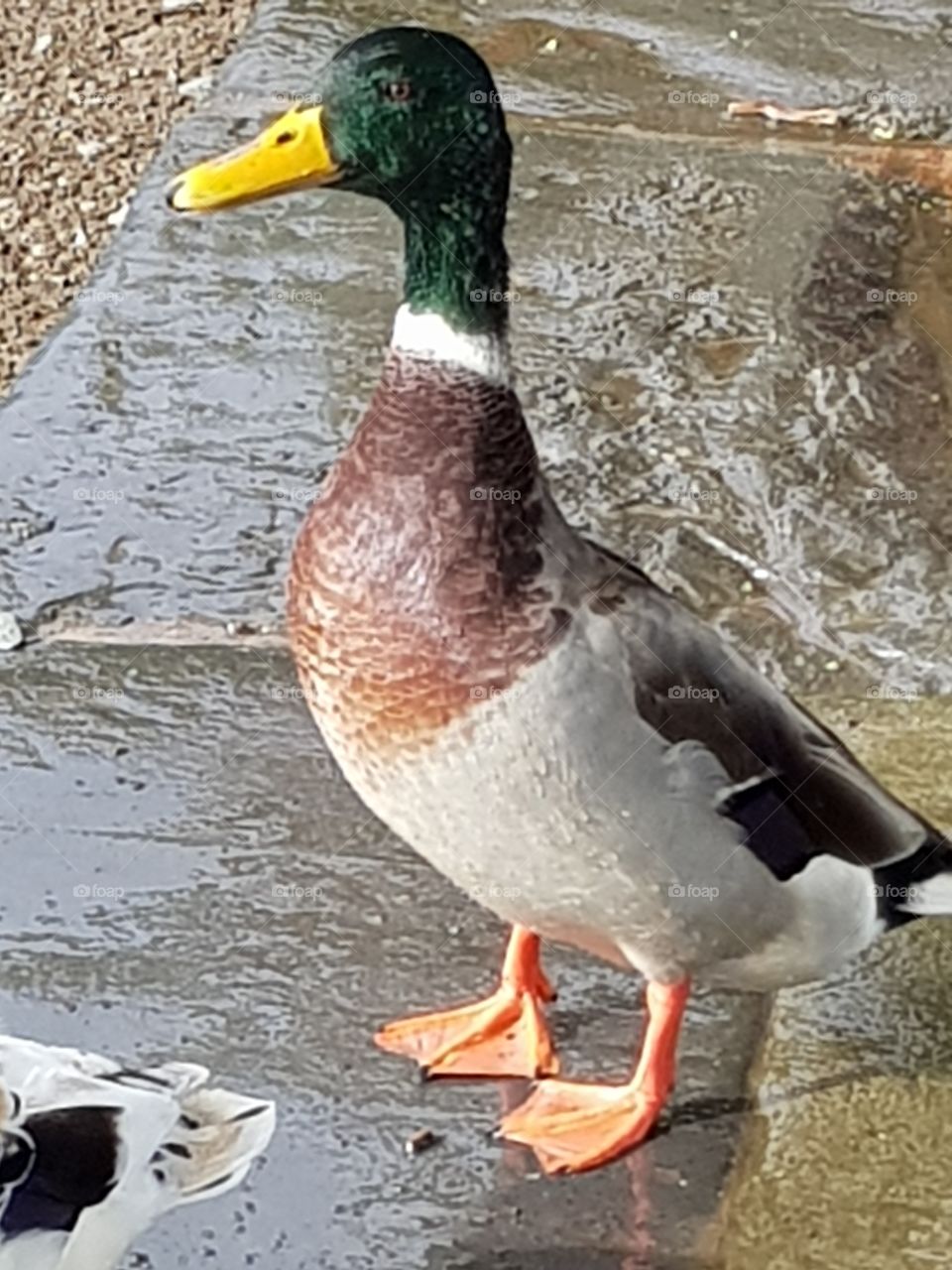 a fine looking duck