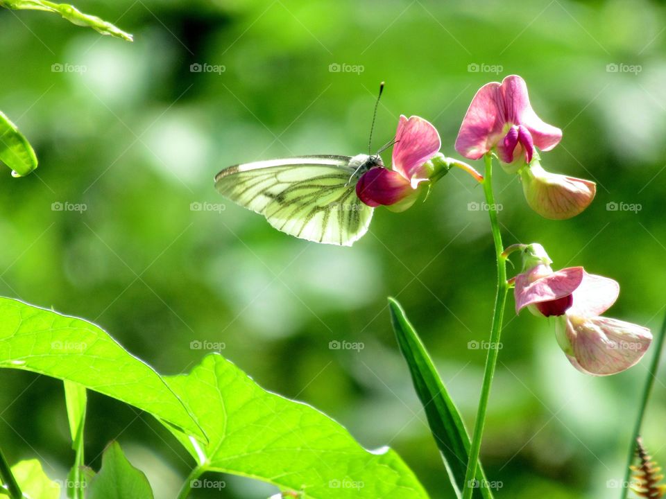 Butterfly perched on everlasting-pea flower meadow