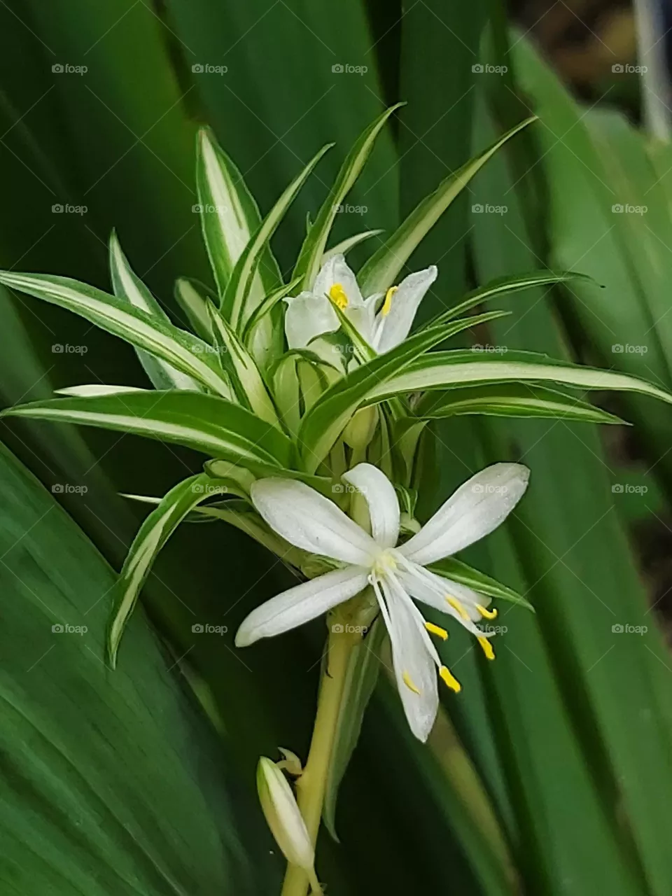 Beautiful flowers in bloom