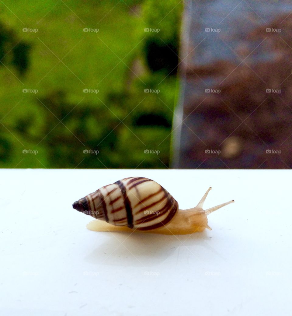 Snail . My first time seeing a snail 