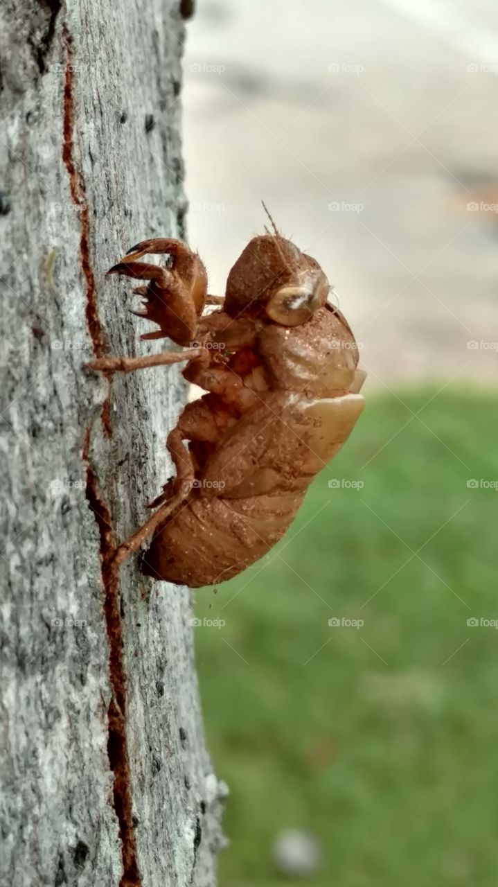 Nature, No Person, Wood, Tree, Closeup