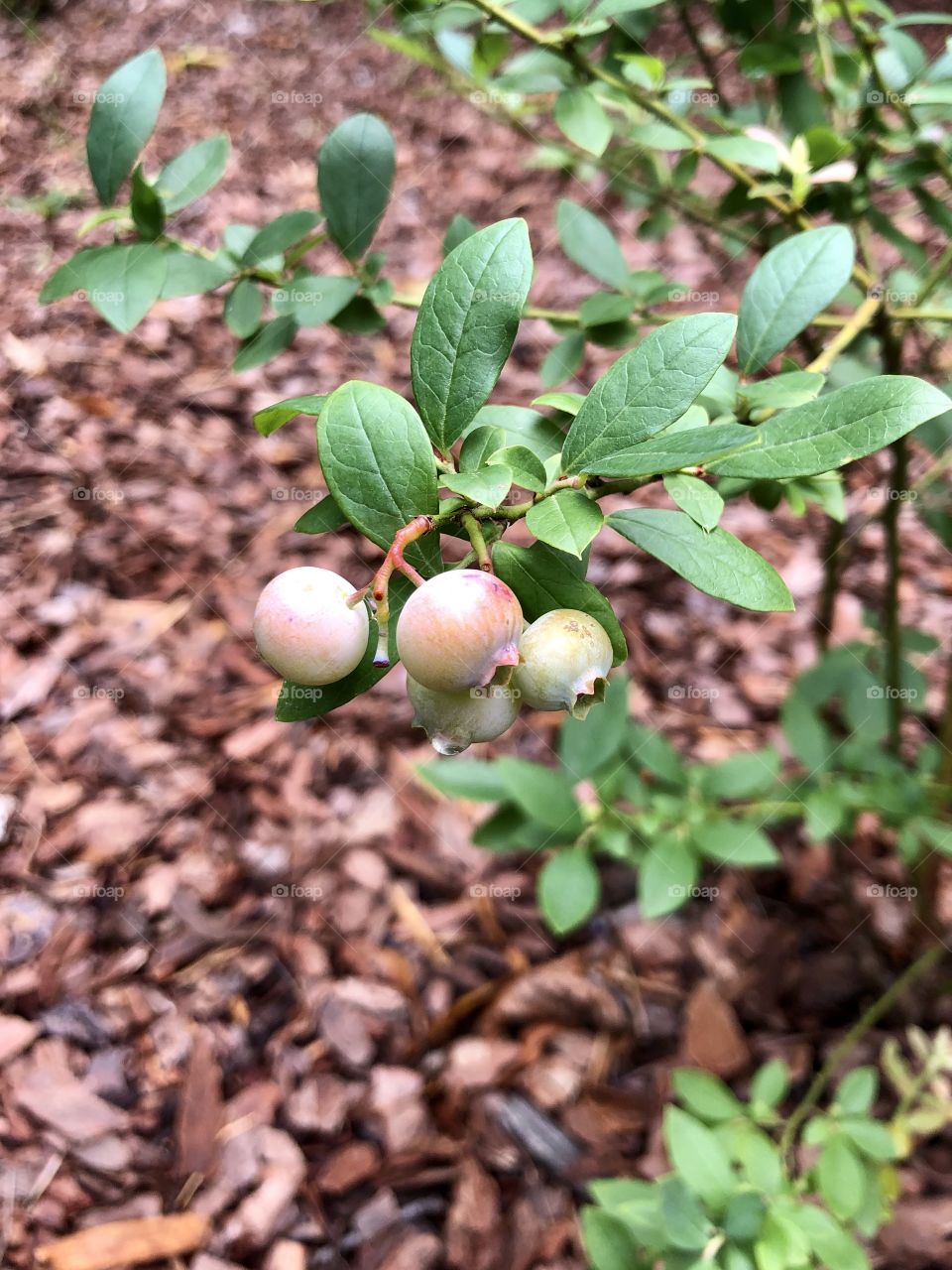 Blueberry bush beginning to fruit 