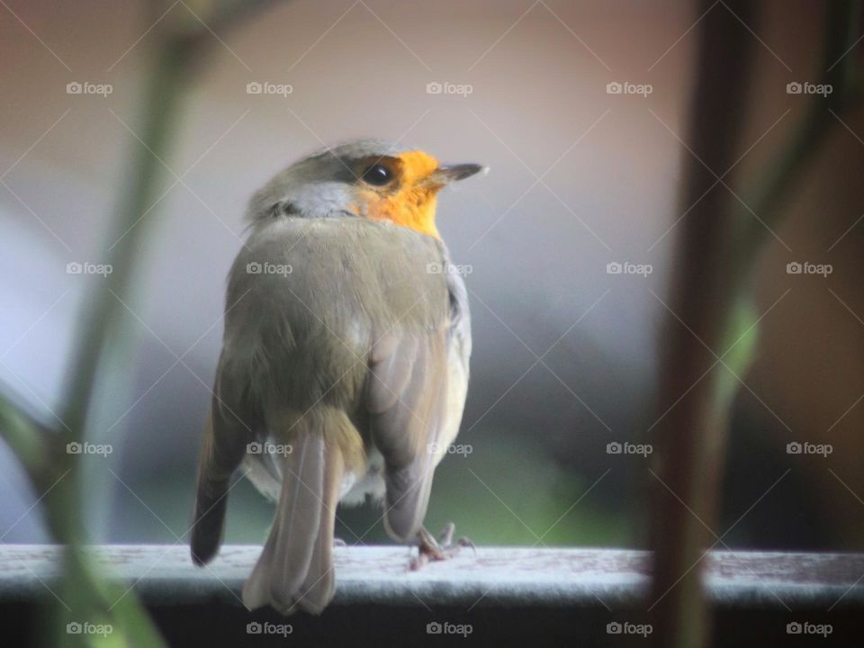 Robin from the back side