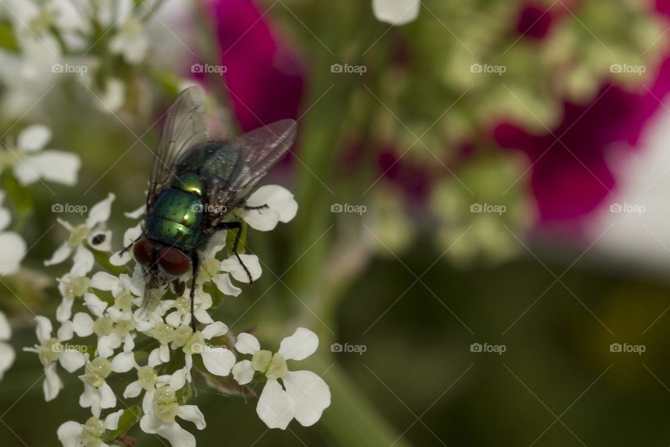 Close-up of a green fly