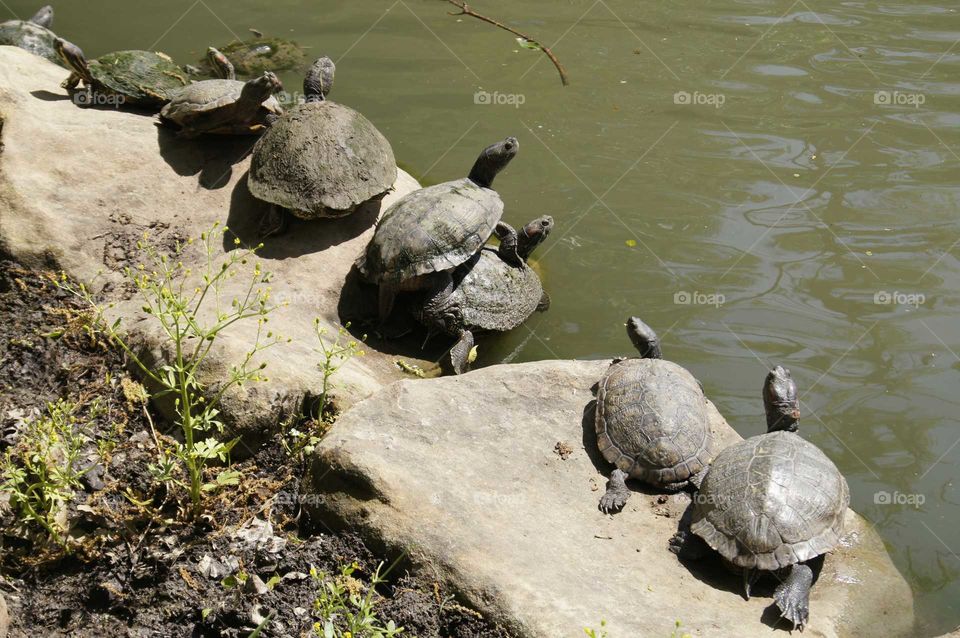 family of turtles