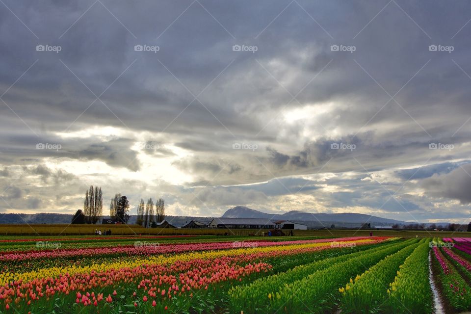 Tulip fields in Skagit County, Washington State