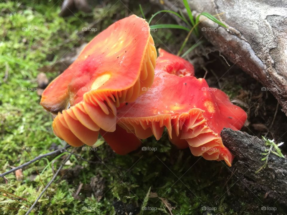 Tangerine fungi