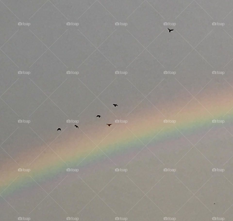 Birds Fly Over the Rainbow 