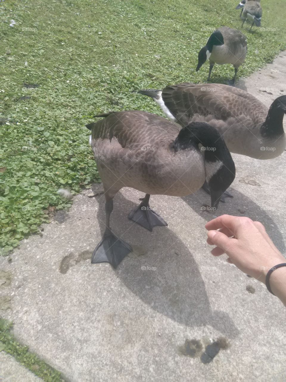 Shy Canadian Goose