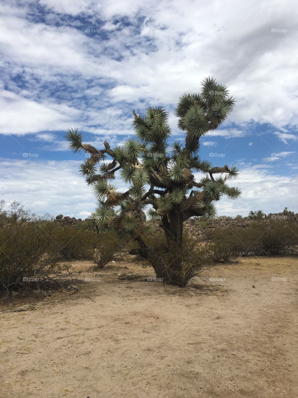 Joshua Tree