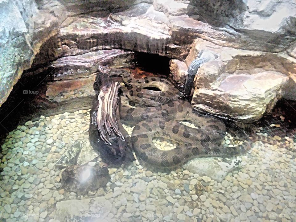 St. Louis Zoo anaconda