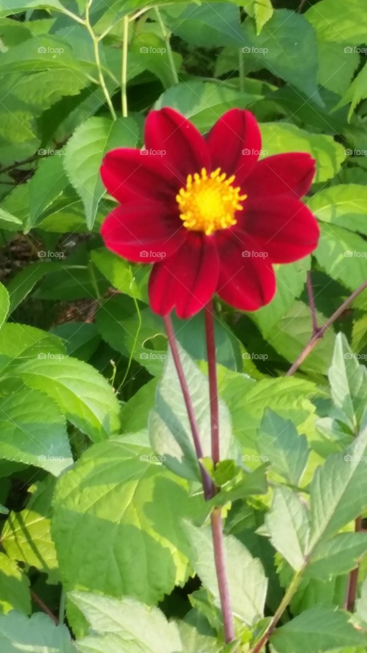 Red. Red flower in garden