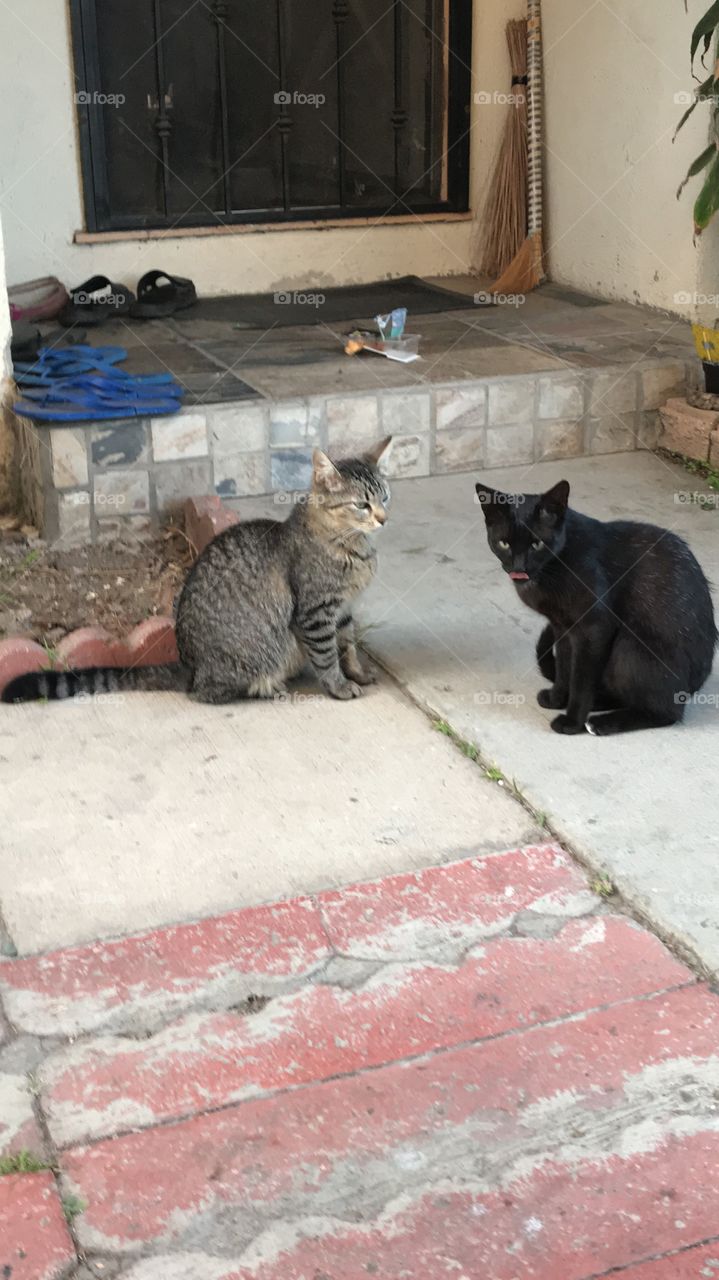 Two Cats Hanging Out