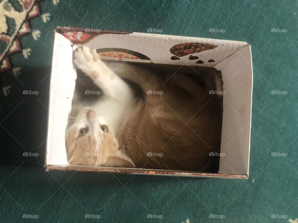 Beautiful cat in the box looking at camera 