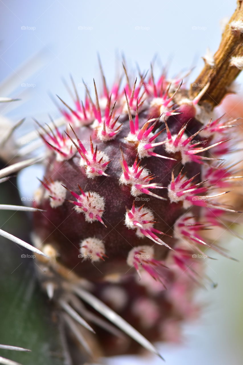 Macro shot of flowers on cactus