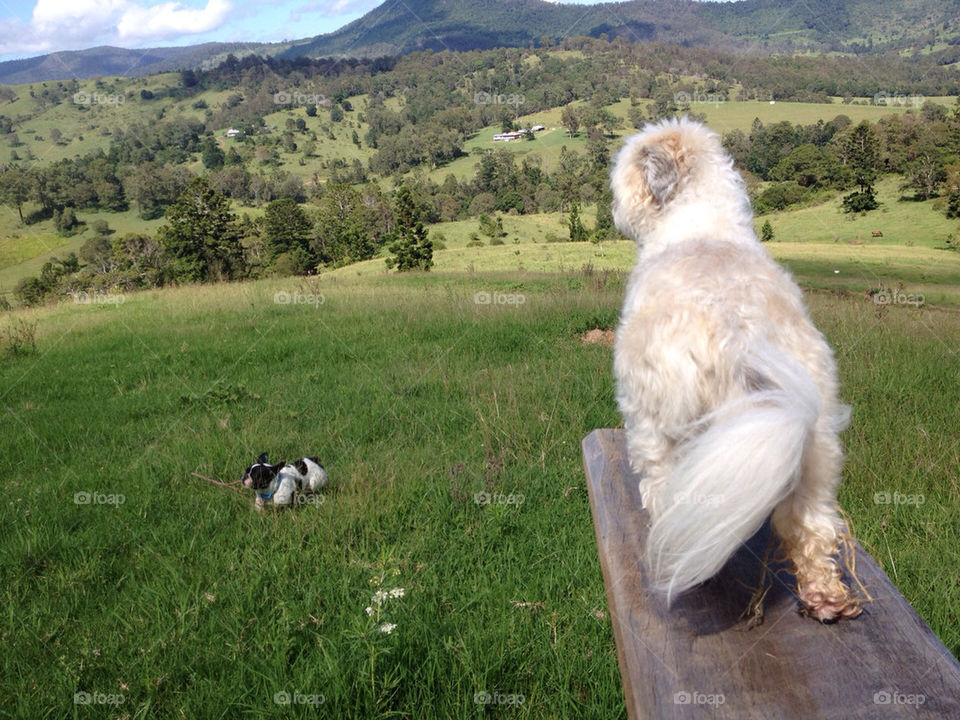 dog view country maltese by dustydoo