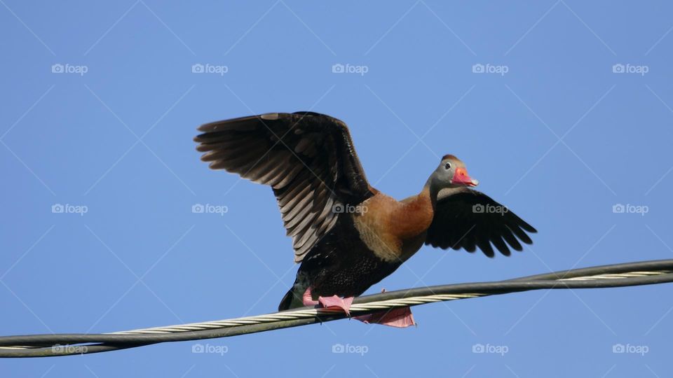 Whistling duck about to take flight on a bright blue cloudless spring day