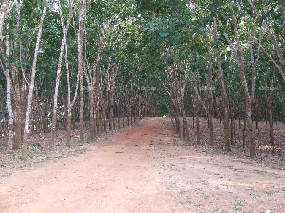 Rubber plantation. rubber plantation is a side business of almost every tea gardens in Bangladesh.