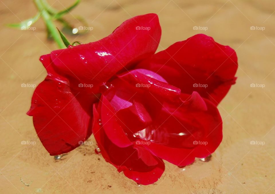 Close-up of wet red rose