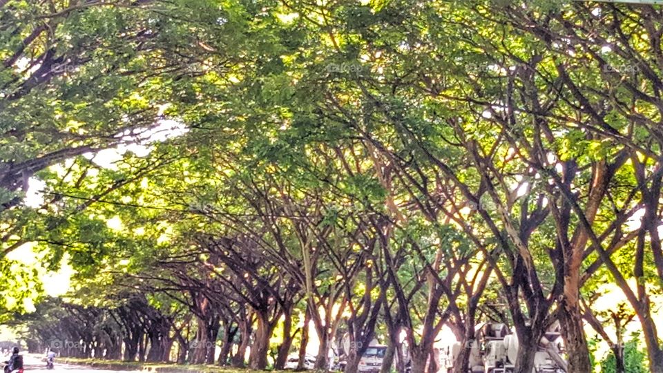 Shady trees need more people to take shelter, rather than just tall ones