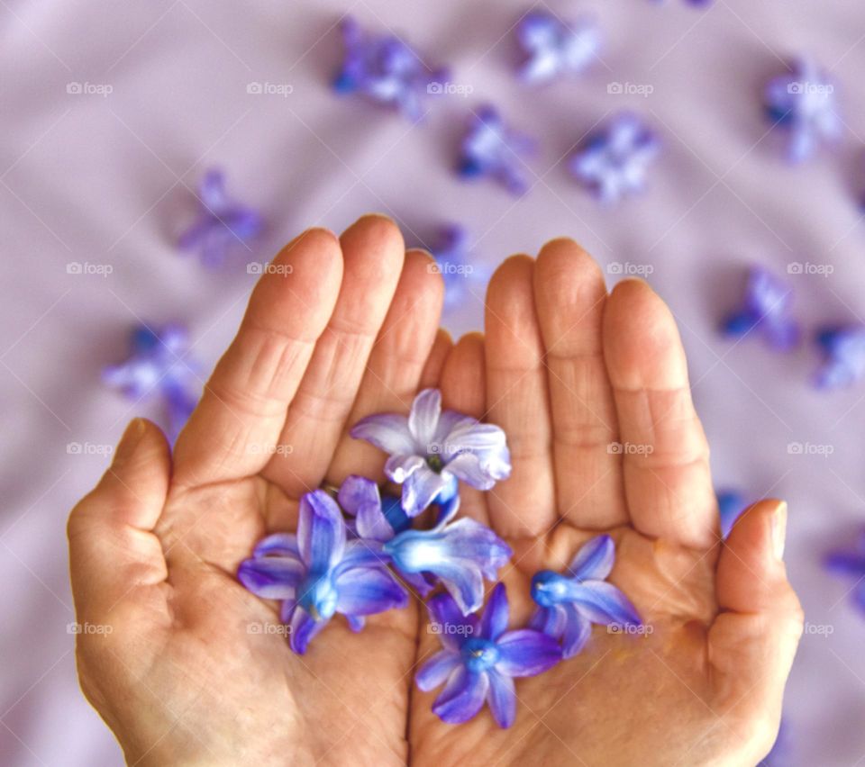 Spring flower petals in hand and on cloth beneath 