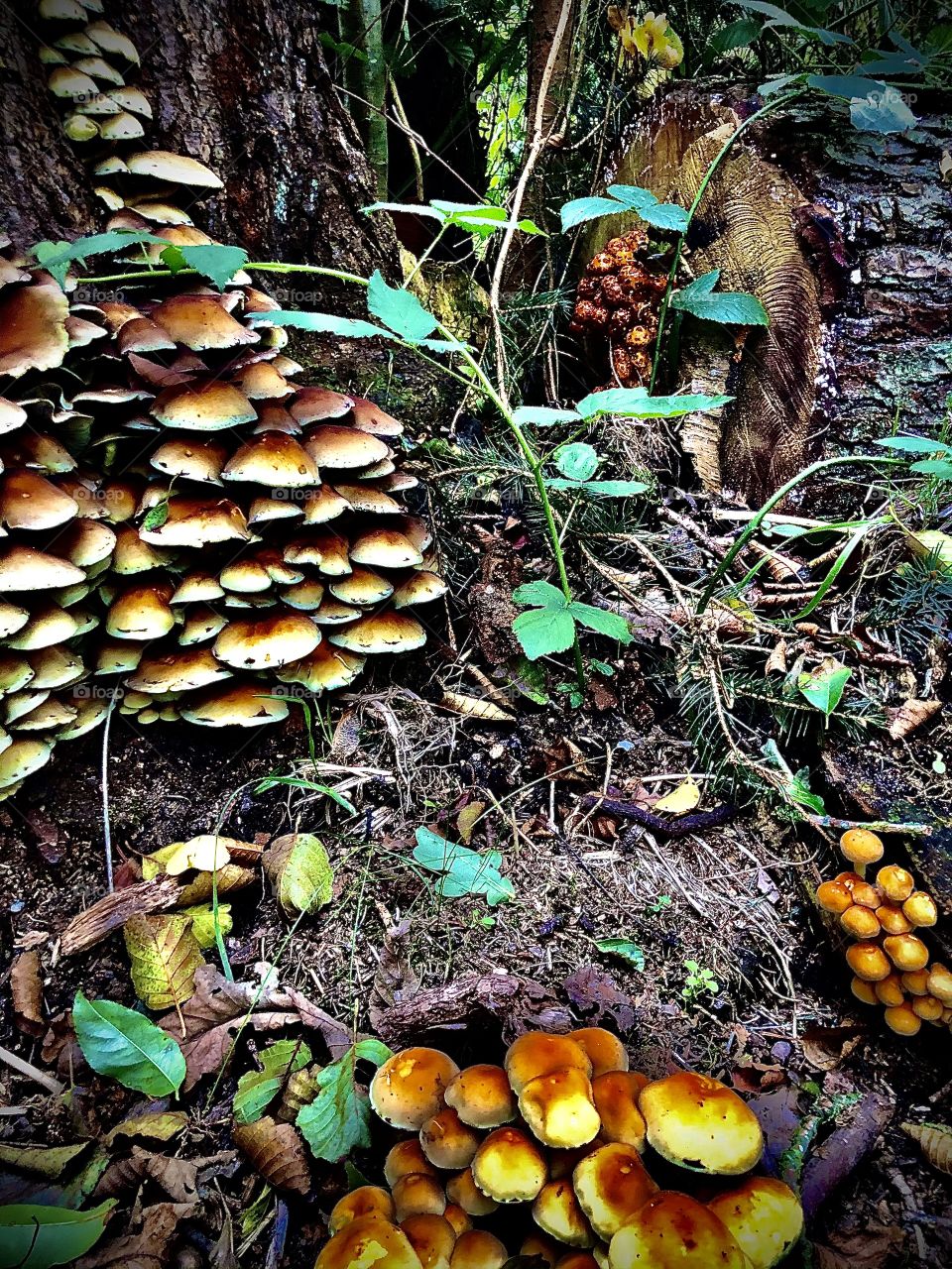 The magical mushroom-paradise🧚🏻‍♂️