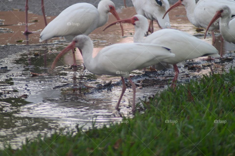 Ibises
