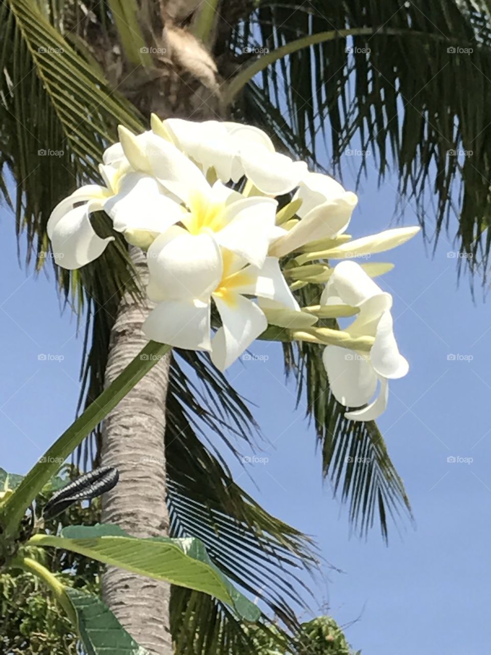 Buds & flowers of Tropical white flower 