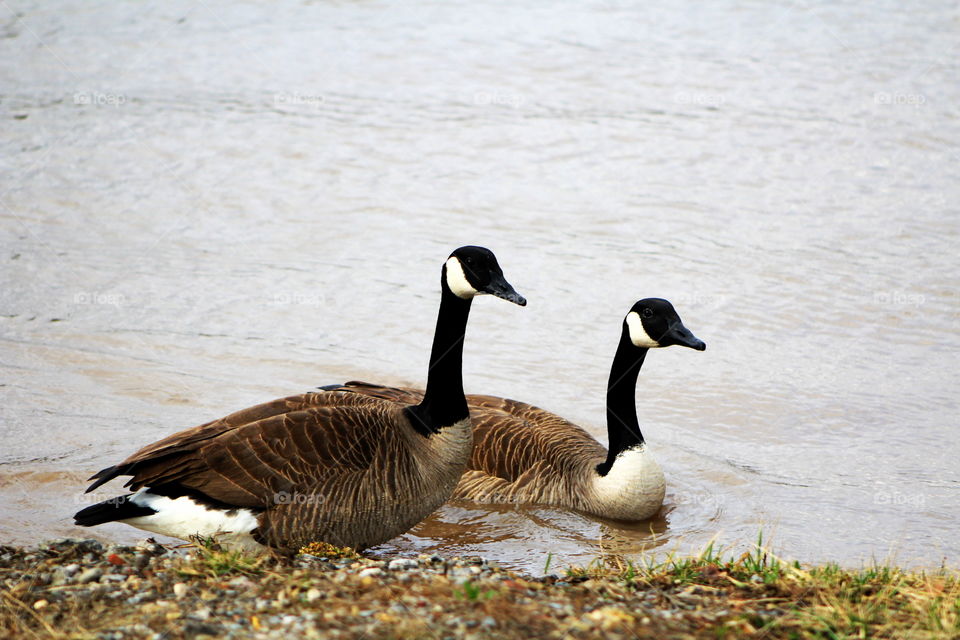 These are Canadian Geese swimming on the Ohio River in Newport Kentucky on a cool breezy winter day.