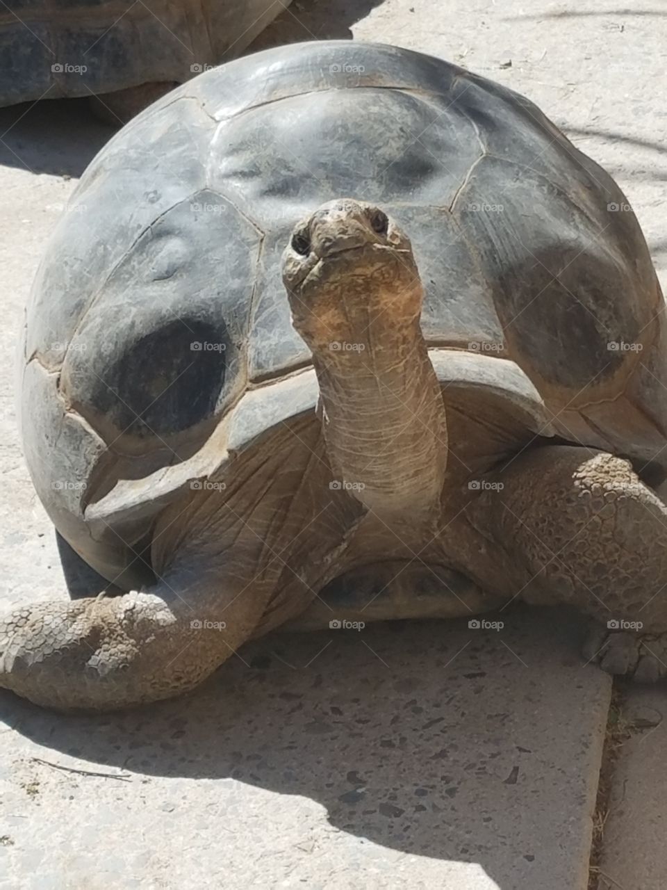 Portrait of a tortoise
