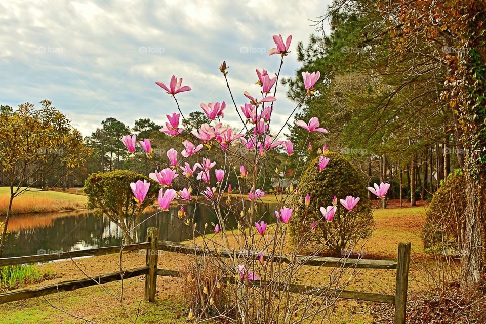 Pink flower plants near lake