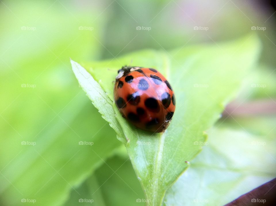 Red lady bug hanging out in a green left.  