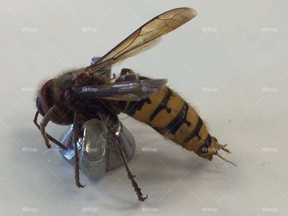 Big Wasp