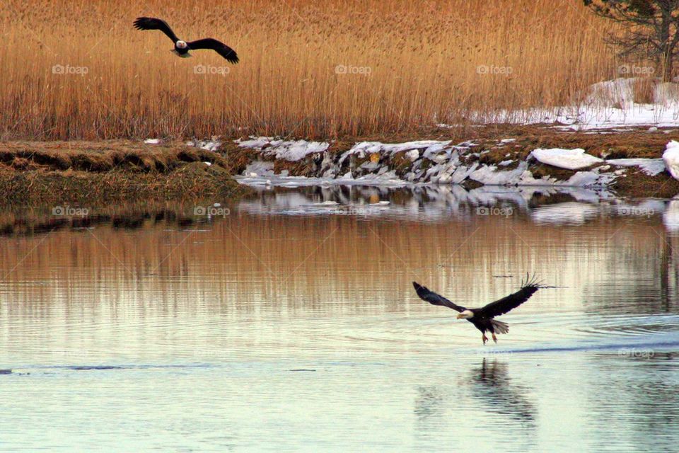 Bald eagles on the Merrimack River