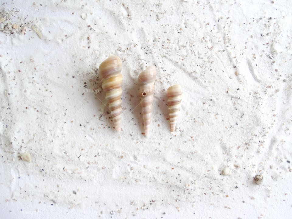 Shells on sand