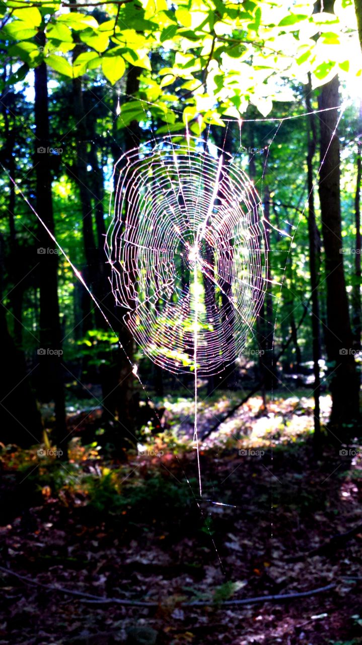 Web of Sunlight. Almost walked into this beautiful design, luckily the sunlight made it stick out and I got this picture.