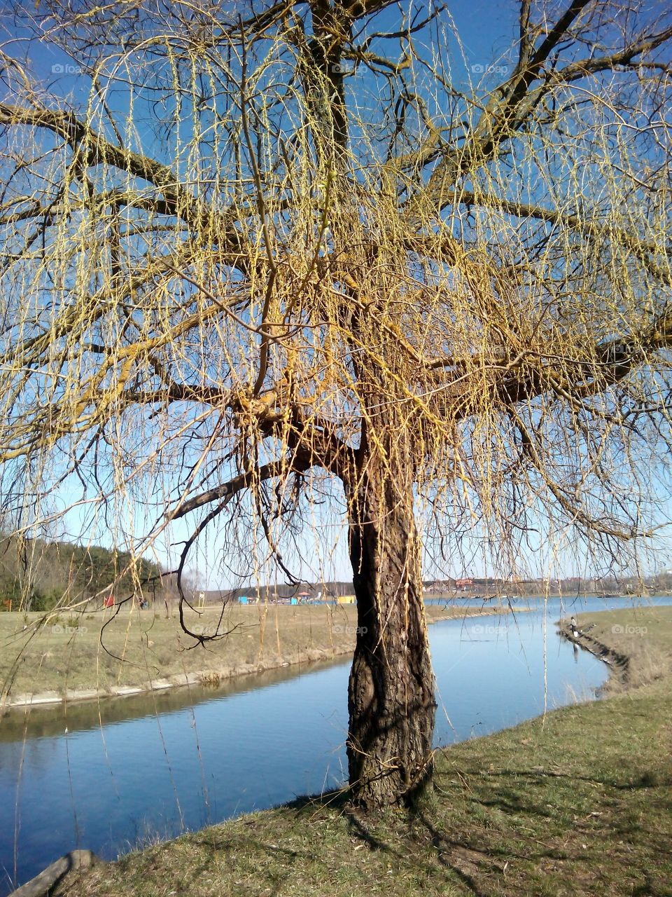 Tree, Landscape, Nature, Water, Wood