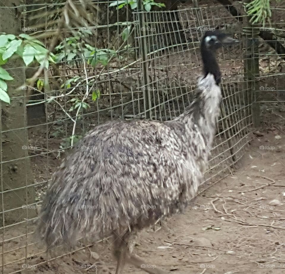 emu