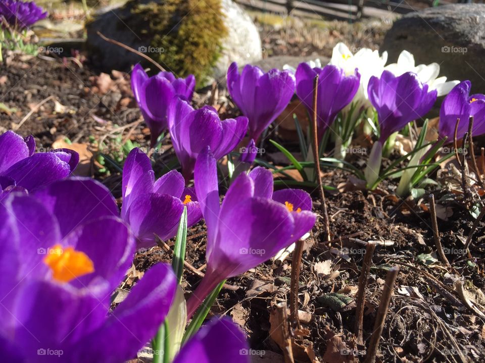 Lilac crocus