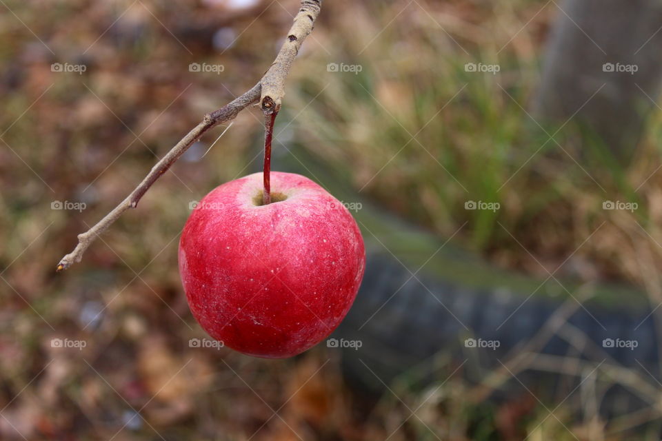 Red apple hanging by the tree