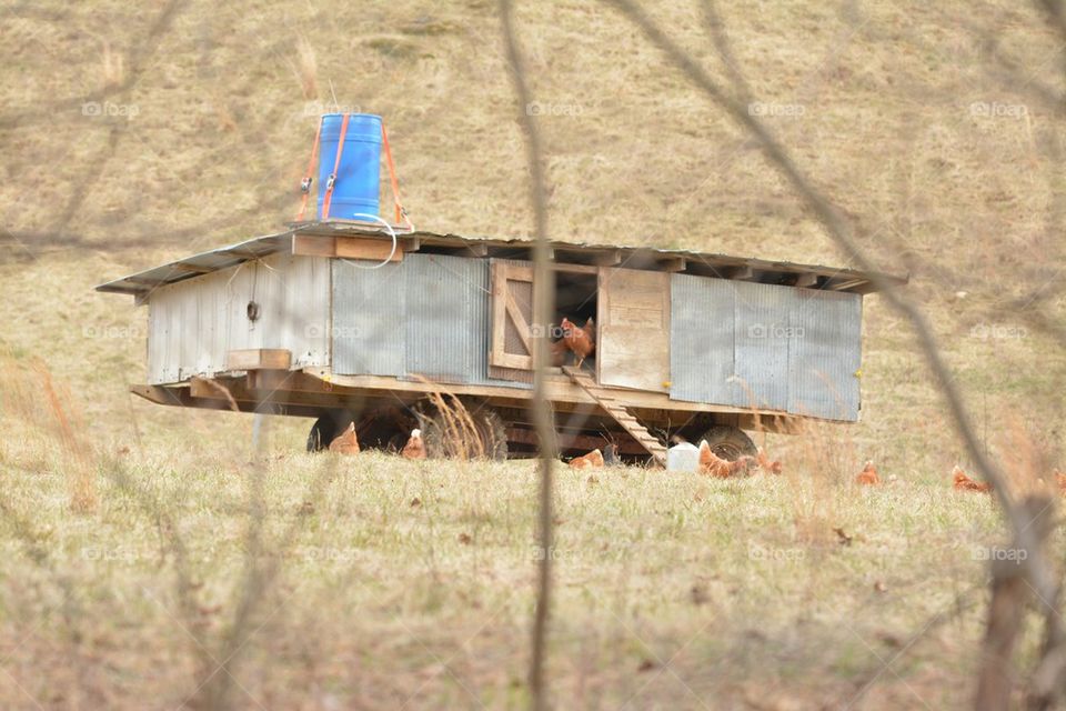 Rustic Chicken Tractor