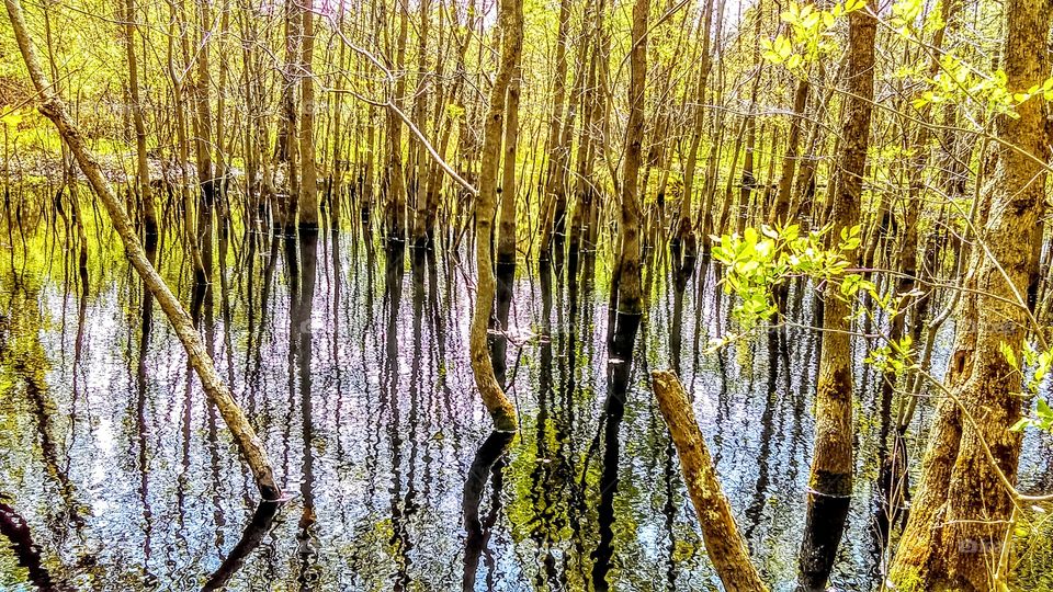 beautiful swamps
